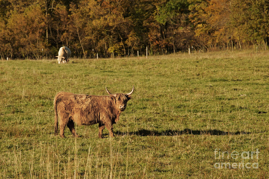 Fall Photograph - MooTime Scottish Highland Style by Jayne Gohr
