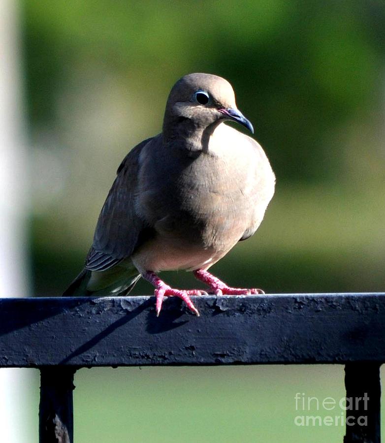 Mourning Dove Photograph - Mourning Dove Waiting For Mate by Jay Milo
