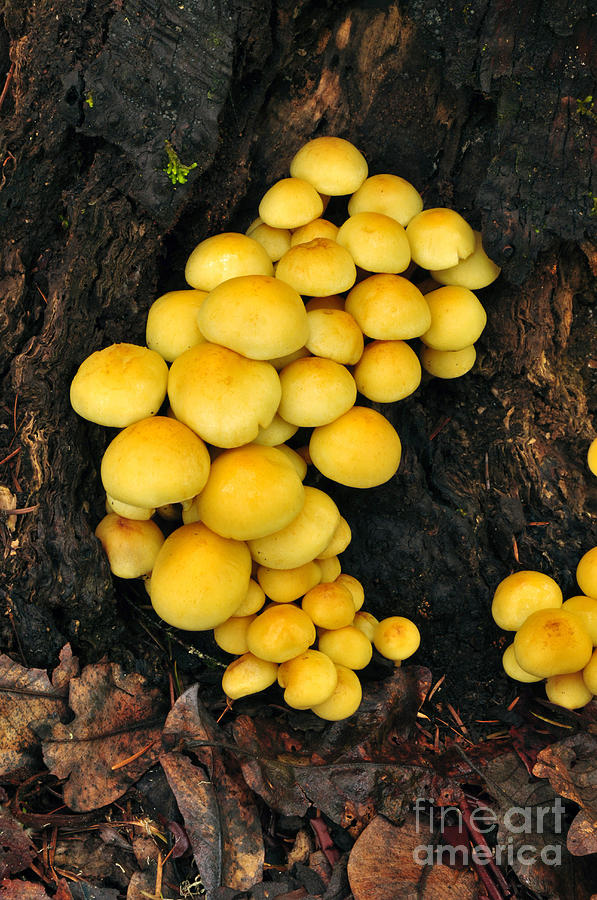 Mushroom Photograph - Mop Mushrooms by Robert and Jean Pollock