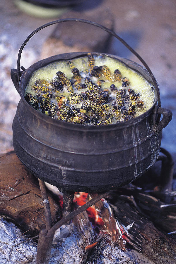 Mopane Worms Cooking In A Pot Photograph by Peter Menzel/science Photo ...