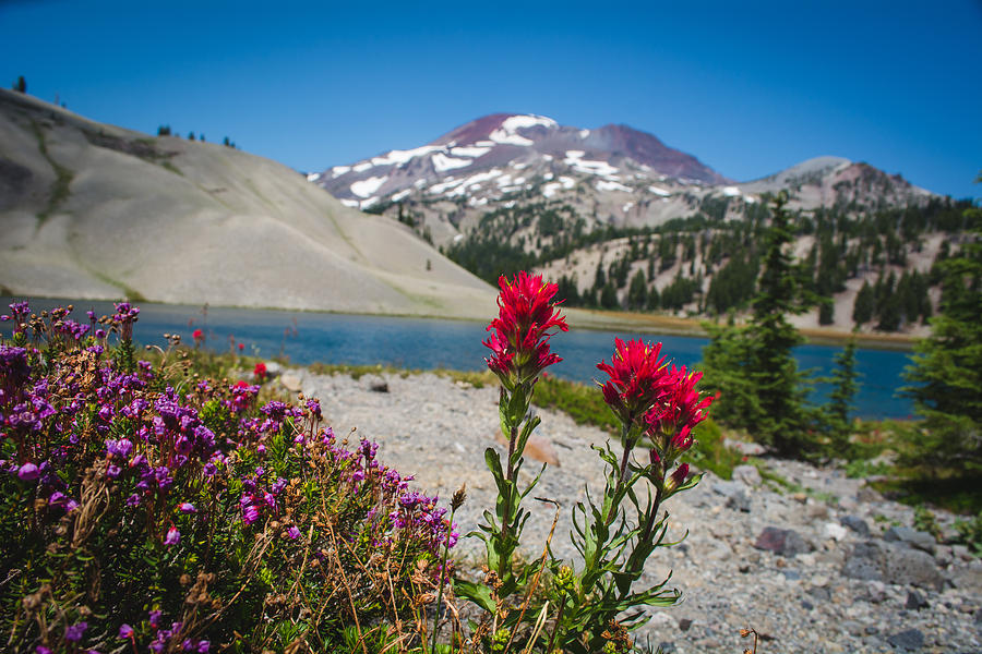 Flower Photograph - Moraine Lake Flowers by Rachel Pilling