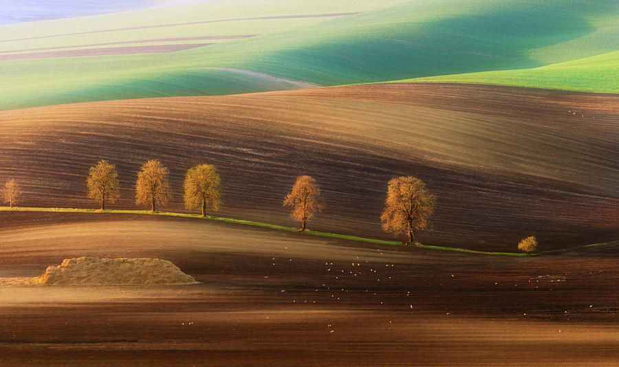 Summer Photograph - Moravian Trees by Piotr Krol (bax)