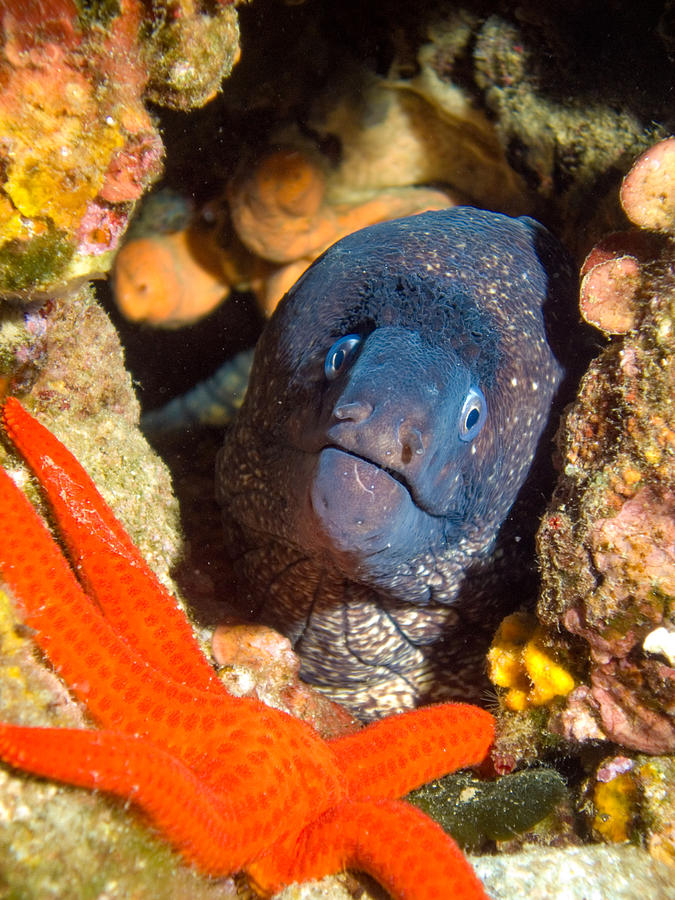 Moray and Starfish Photograph by Roy Pedersen