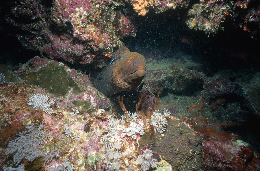 Moray Eel, Great Barrier Reef Photograph by Newman & Flowers