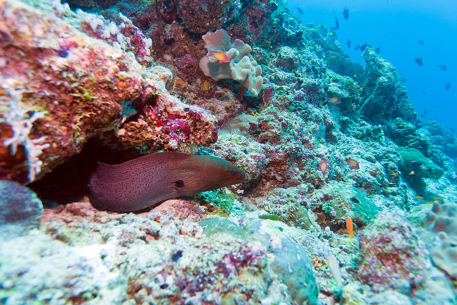 Moray Eel in Reef Hole Maldives Photograph by Rostislav Ageev Fine