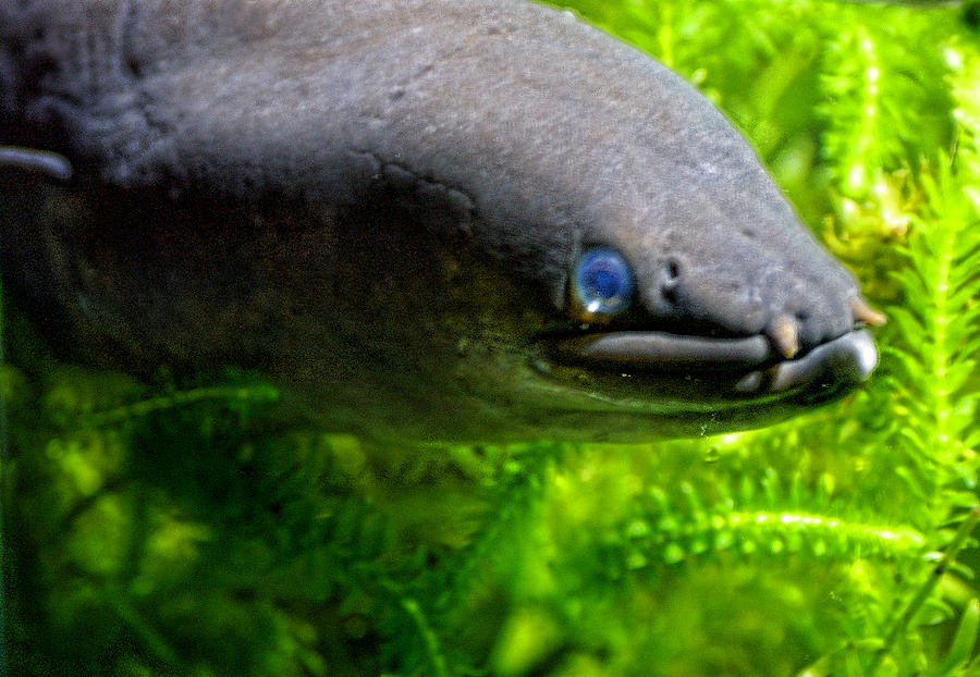 Moray Eel Photograph by Linda Phelps