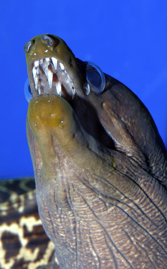 Moray Eel Photograph by Theodore Clutter