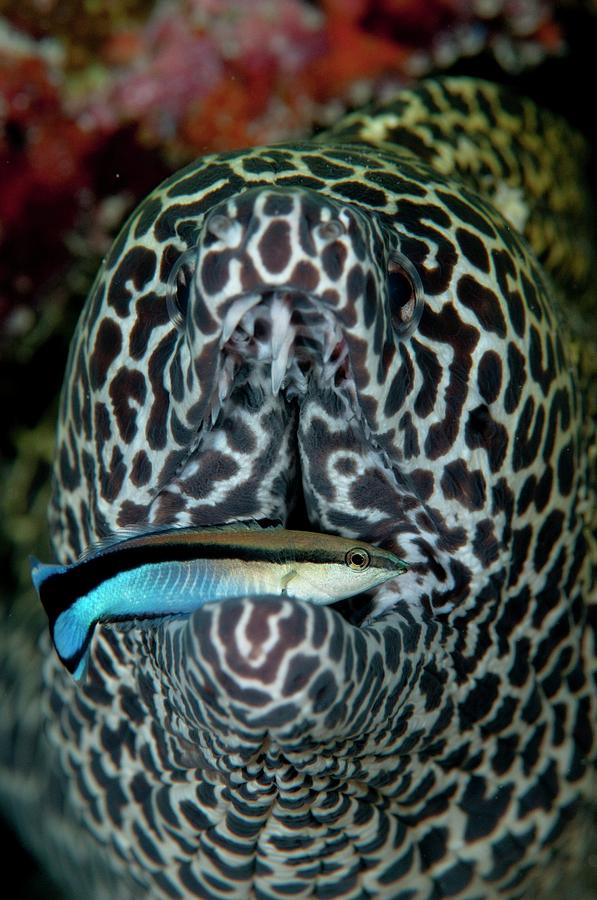 Moray Eel With Cleaner Wrasse Photograph By Scubazoo - Fine Art America