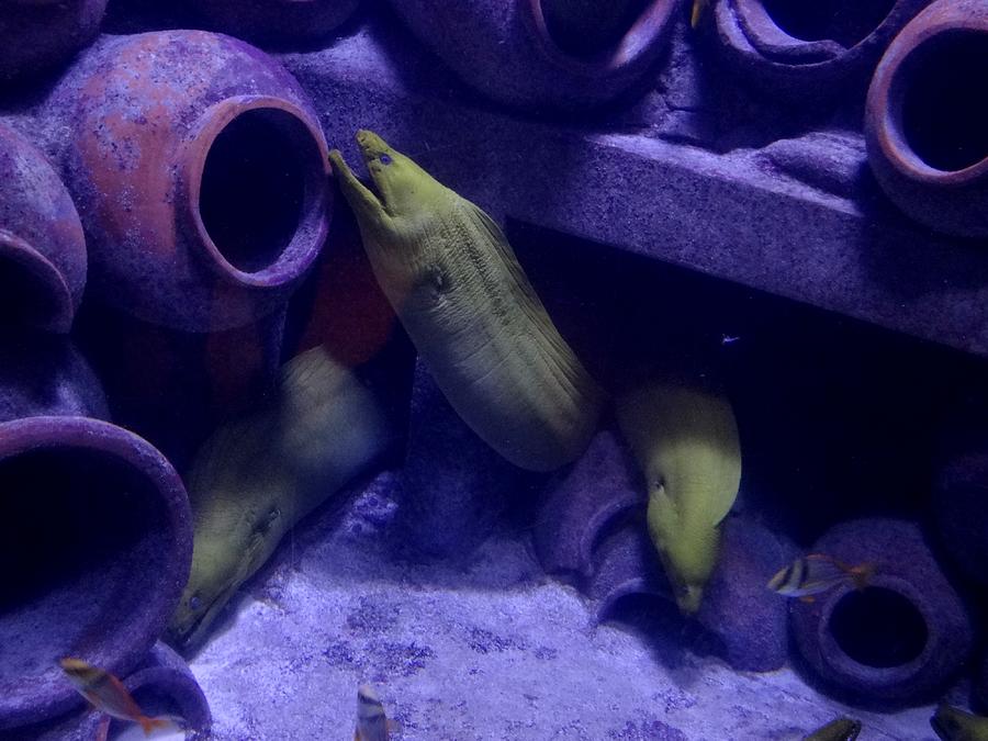 Moray Eels Photograph by Keith Stokes