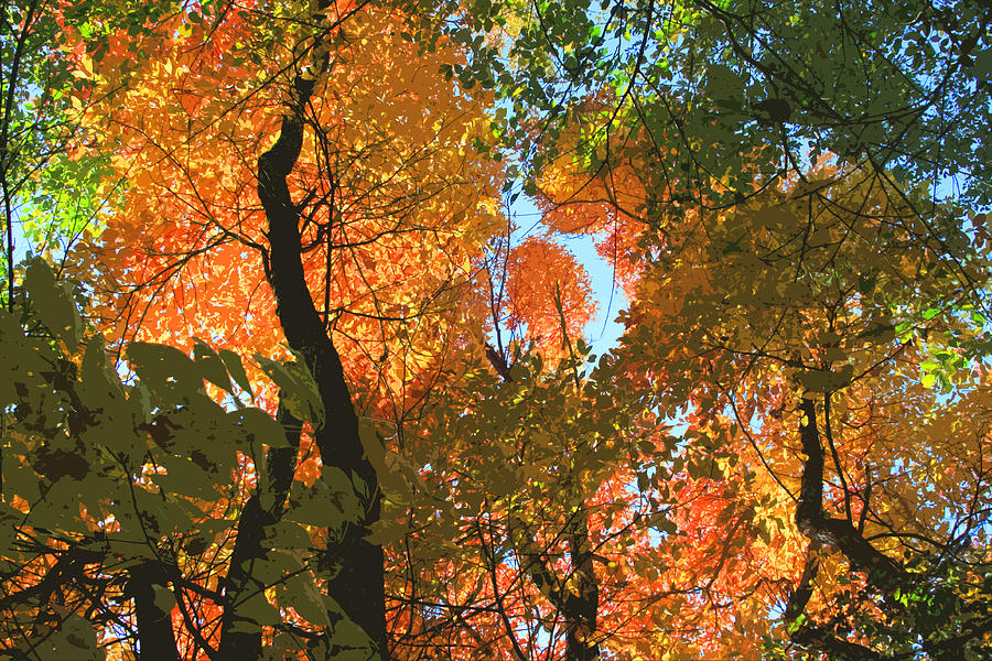More Autumn Colors Photograph by John Lautermilch