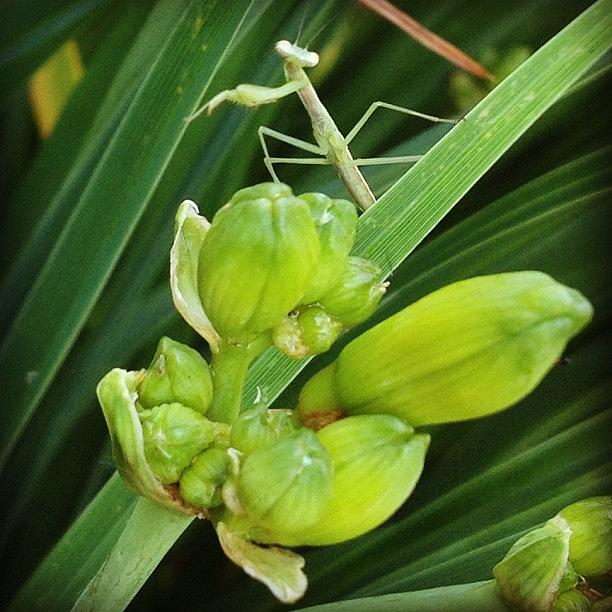 More Baby Mantids Photograph by Christy Beckwith