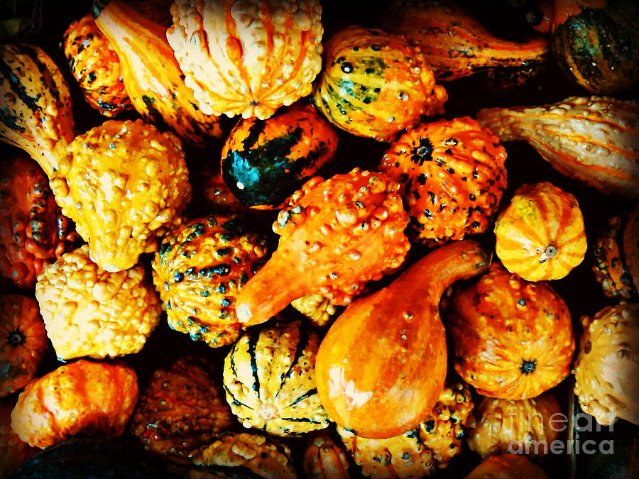 More Beautiful Gourds - Heralds of Fall Photograph by Miriam Danar
