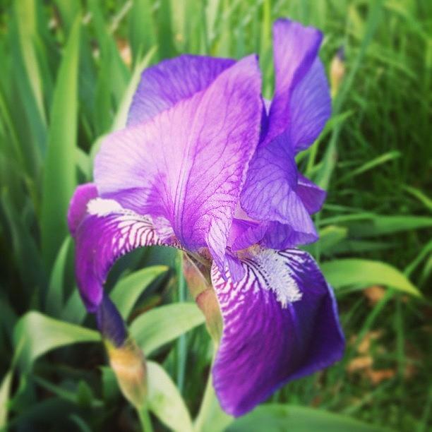 More Beauty In Our Garden! Photograph by Melissa Lutes