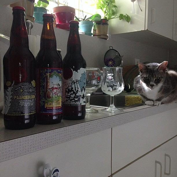 Cat Photograph - More Beer Haul From New Belgium An 2 by Manny L