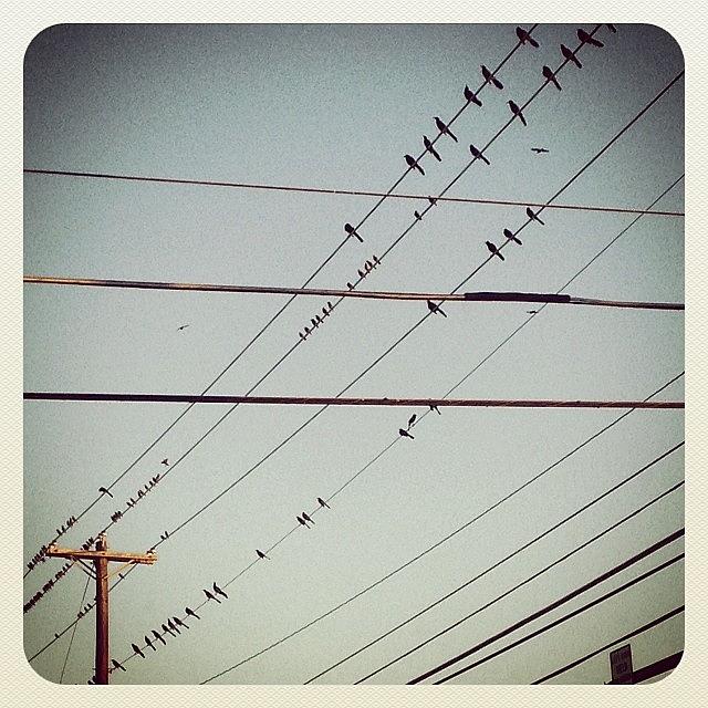 Bird Photograph - More #birds On Wire #instagram by Greta Olivas