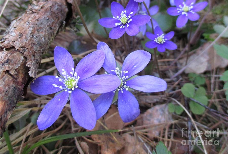 More Blue Wood Anemones Photograph by Martin Howard