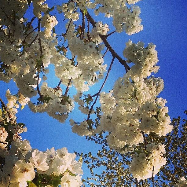 Flower Photograph - More #cherryblossom #flowers #sky by Keegan Cogdill