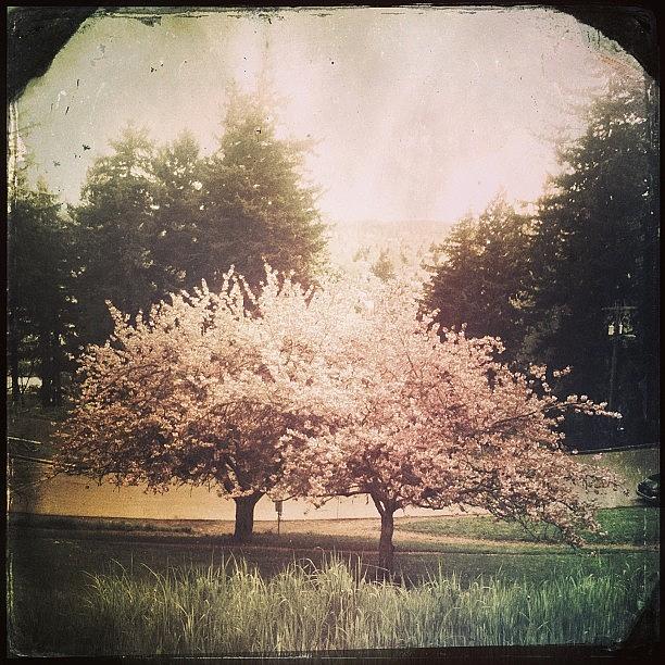 Nature Photograph - More #cherryblossoms #hipstamatic_trees by Anna Garibay
