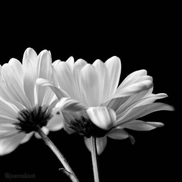 More Daisies ♥ Photograph by Joanna Boot