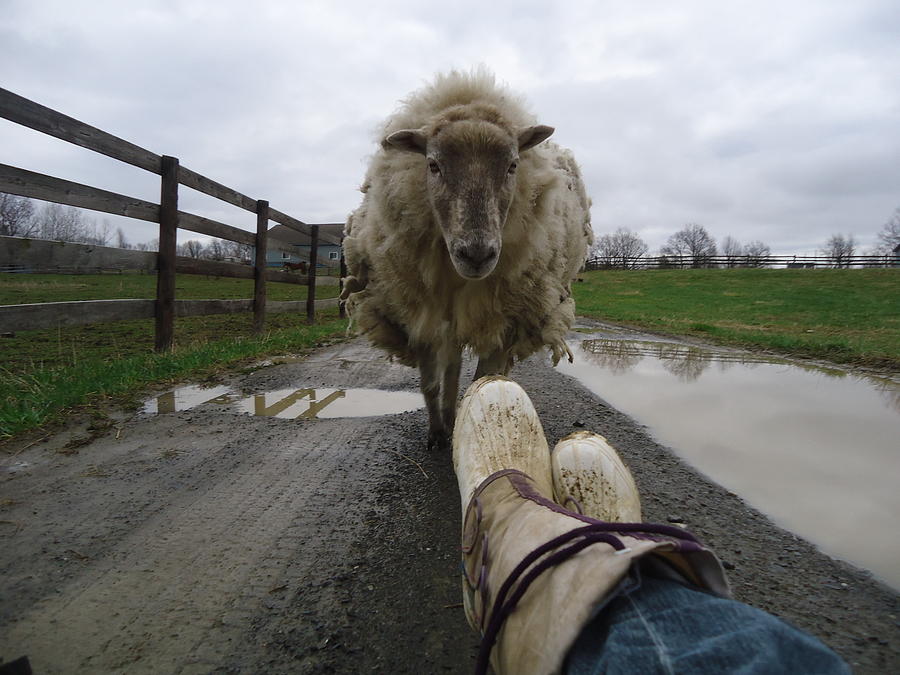 More ewe Photograph by Andrea Nussinow - Fine Art America