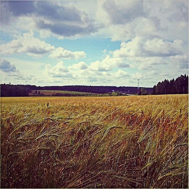 Summer Photograph - More #fields Of #summer by Linandara Linandara