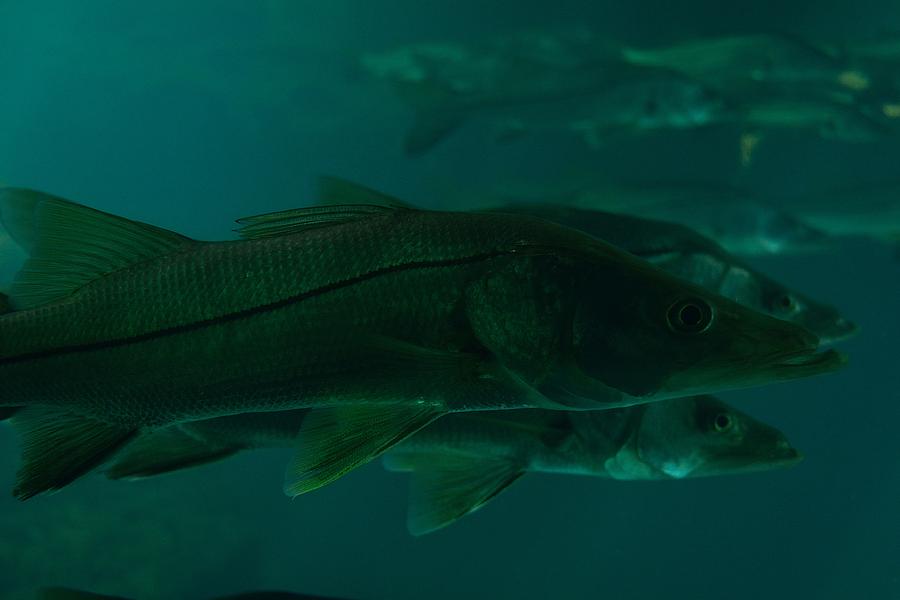 More Fish Photograph by Richard Zentner