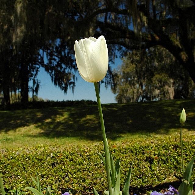 Charleston Photograph - More Middleton Place Tulips, Last One by Jonathan Jackson