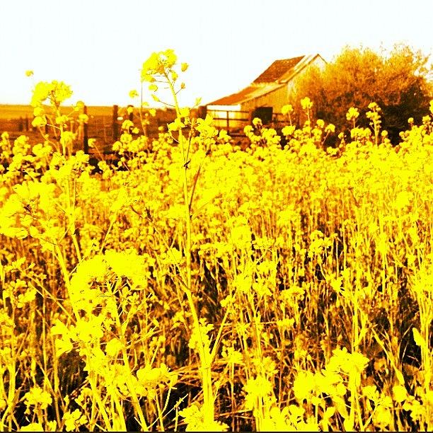 Nature Photograph - More Mustard! #californialiving by Reggie Williams