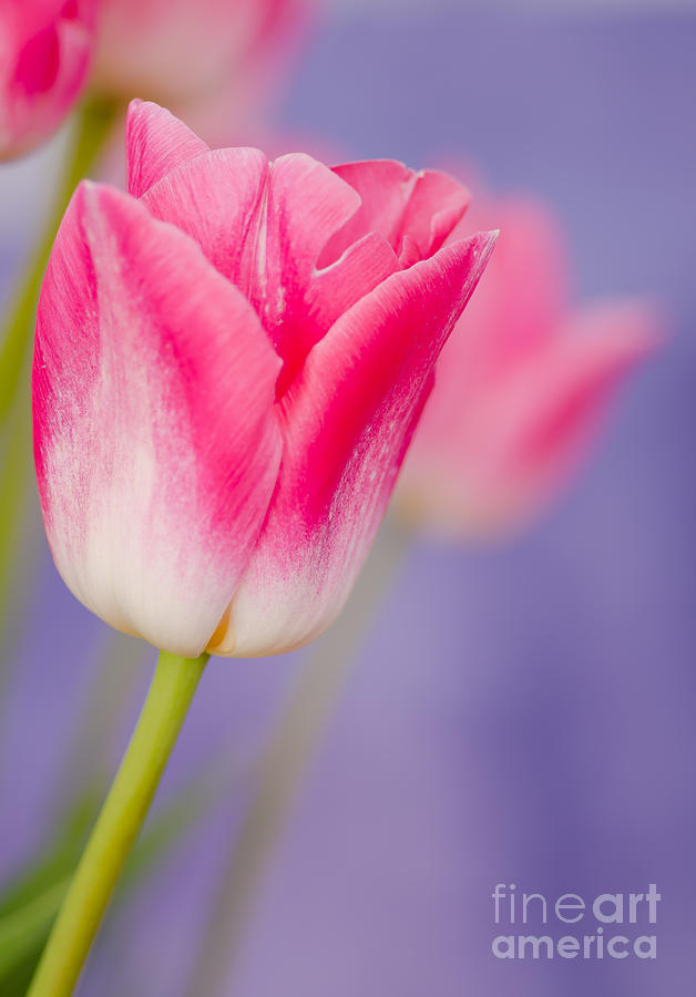 Spring Photograph - More Pink Ones by Nick Boren