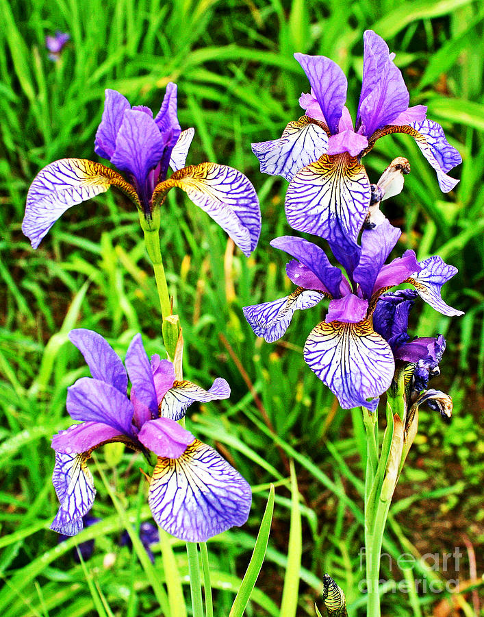 More Purple Iris Photograph by Larry Oskin
