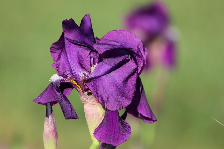 Iris Photograph - More Purple by Michael Williams