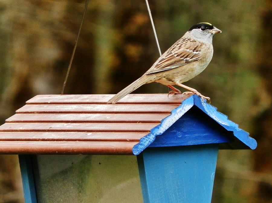 Sparrow Photograph - More Roof-Sitting by VLee Watson