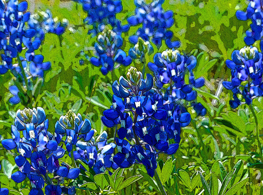 More Texas Bluebonnets - Posterized Image Photograph by Robert J Sadler