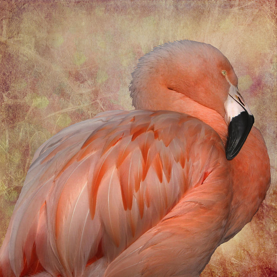 Flamingo Photograph - More Than a Lawn Ornament by Kandy Hurley