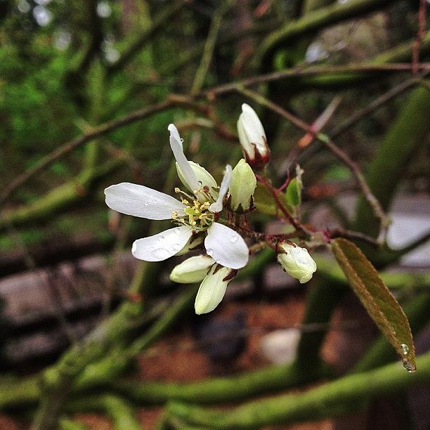 Nature Photograph - More #tree #blossoms 😊 by Miss Wilkinson