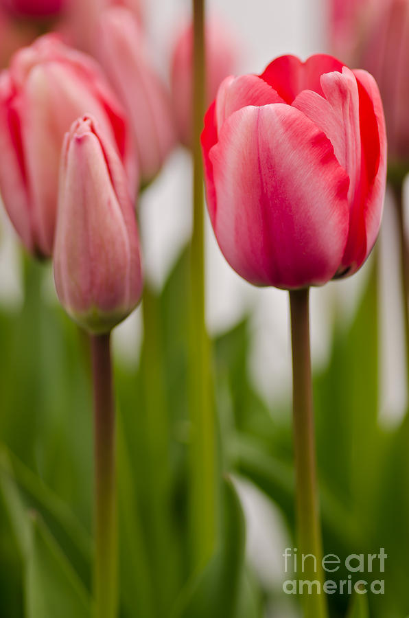 More Tulips Photograph by Nick Boren