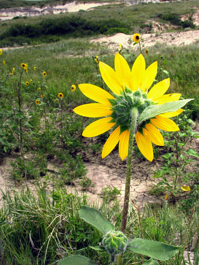 More Wild Sunflowers At Paint Mines Photograph by Joyce Dickens