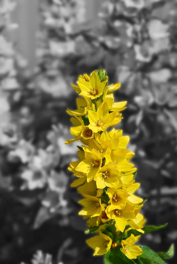 More Yellow Photograph by Guy Whiteley