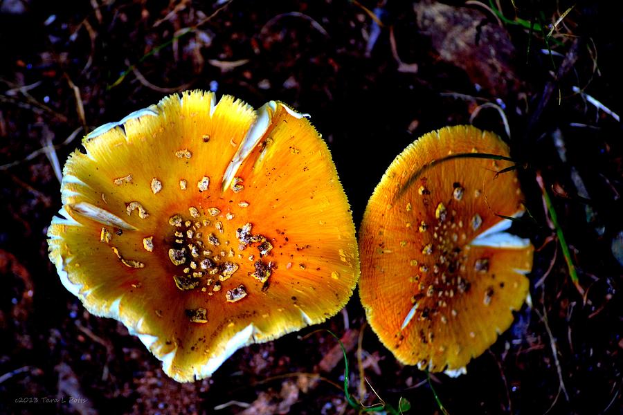 More Yellow Mushrooms Photograph by Tara Potts