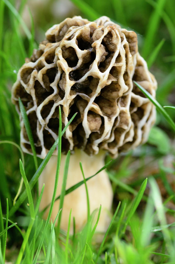 Morel Photograph by Crystal Wightman