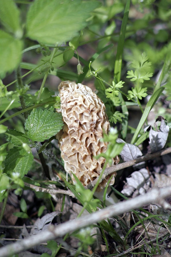 Mushroom Photograph - Morel Mushroom by Al Blount