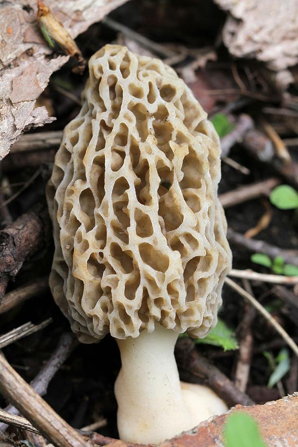 Morel Mushroom Photograph by Doris Potter