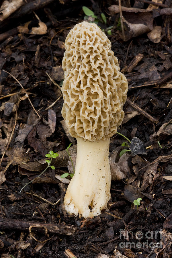 Morel Mushroom Photograph by Kenneth M. Highfill
