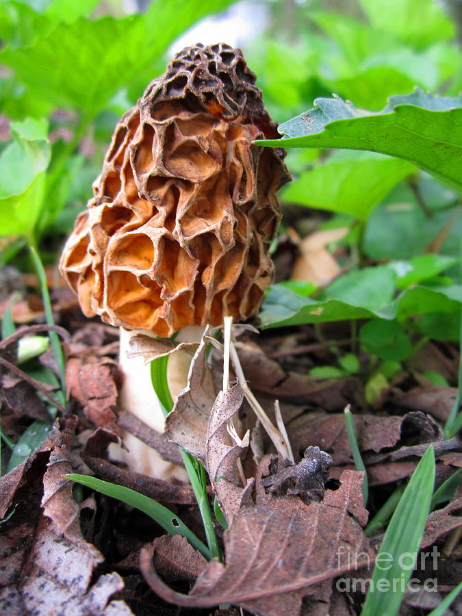 Morel Mushroom One Photograph by Cynthia  Clark