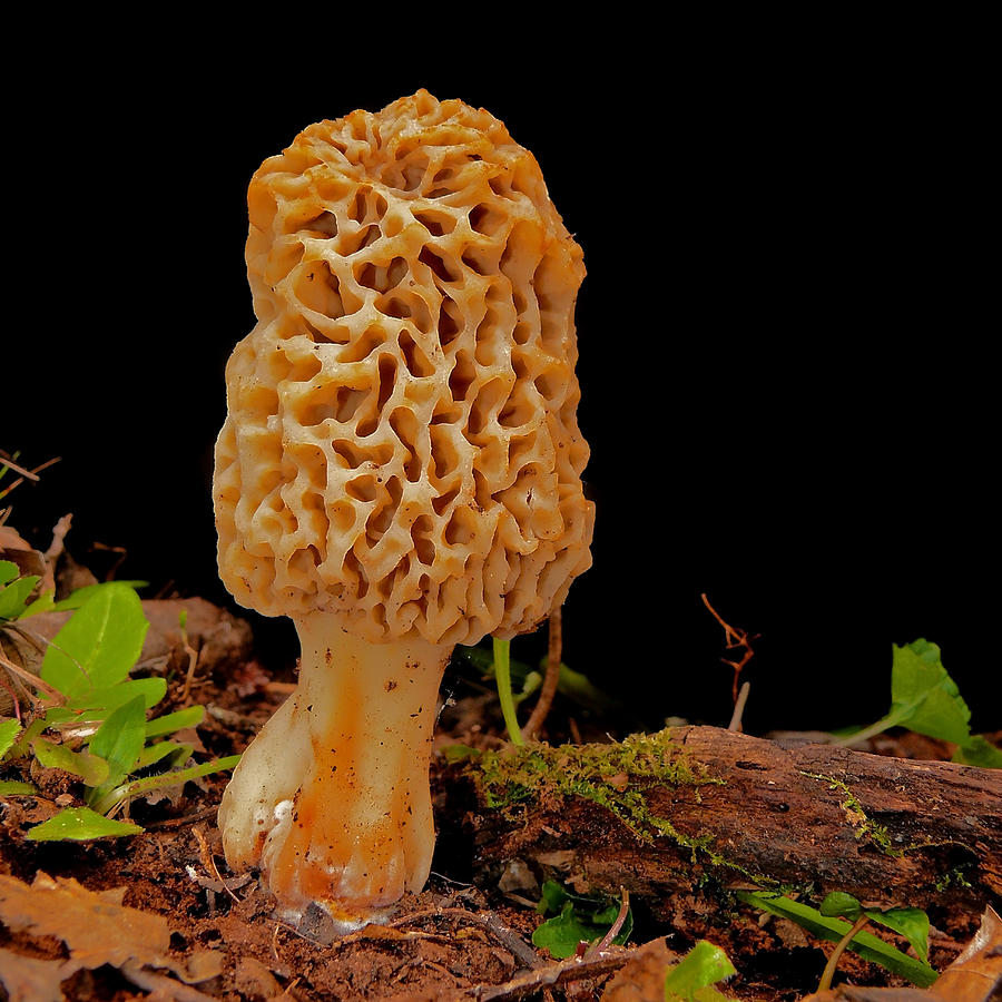 Morel mushroom Photograph by Stuart Harrison