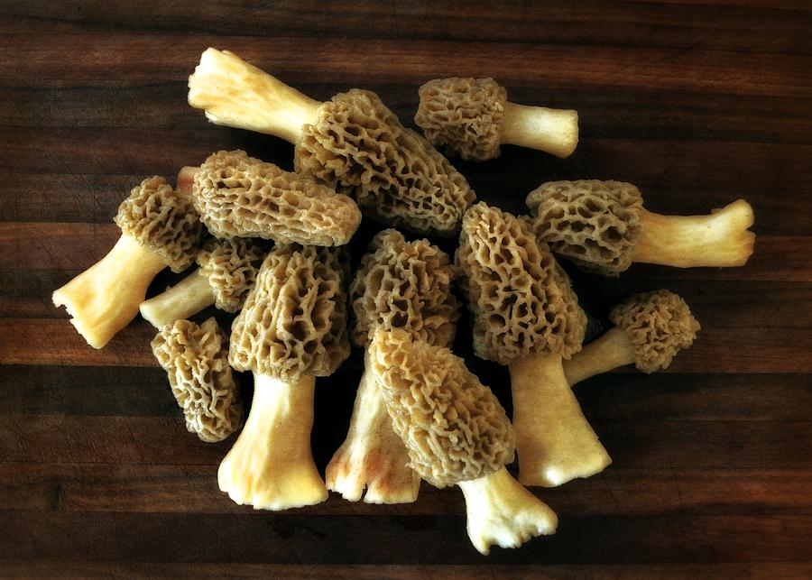 Spring Photograph - Morel Mushrooms by Michelle Calkins