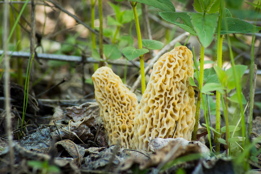 Morels Photograph by Bill Pevlor