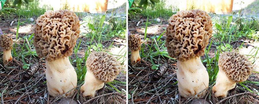 Morels on the Forest Floor in Stereo Photograph by Duane McCullough