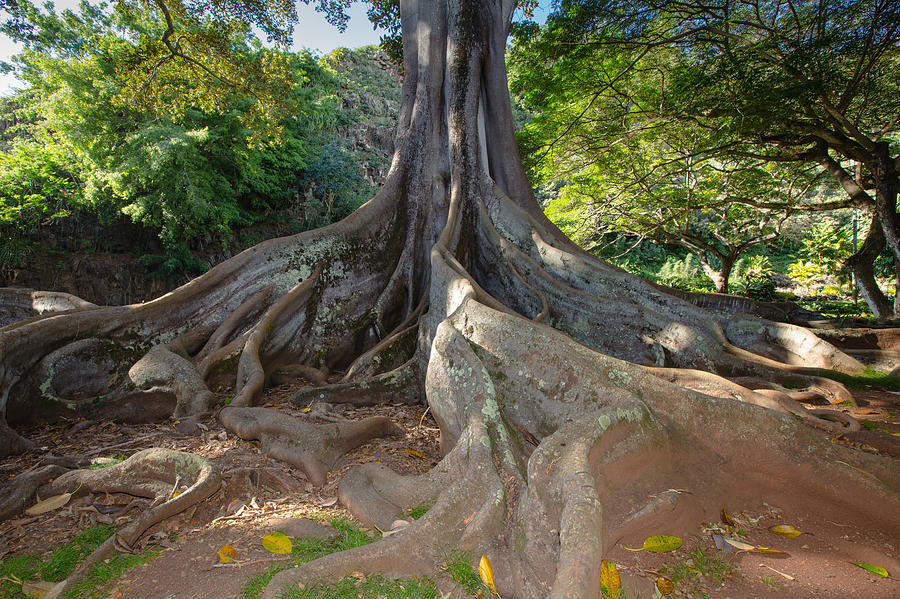 Moreton Bay Fig Tree from Jurrasic Park Photograph by Sam Amato