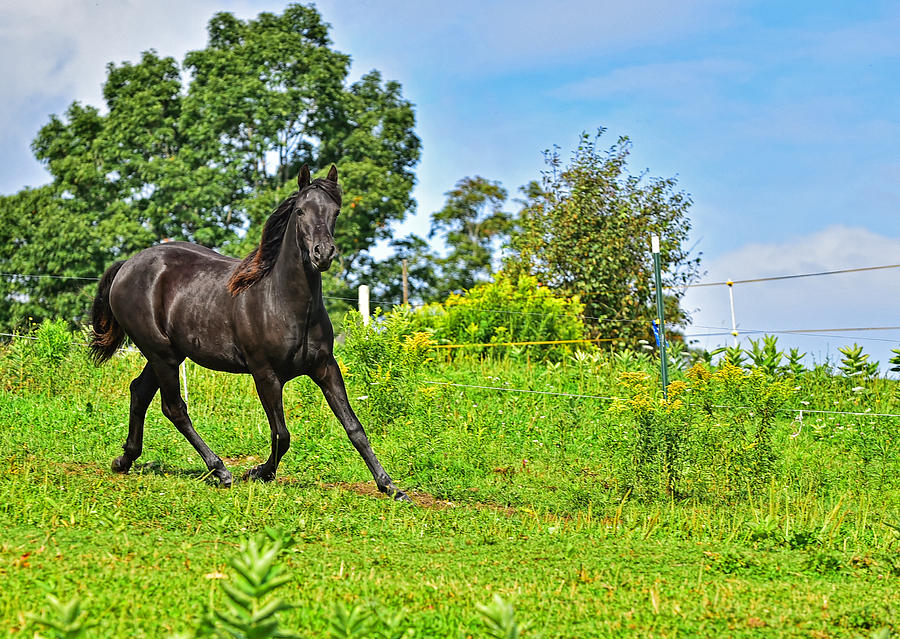 Morgan horse 01 Photograph by Jim Boardman